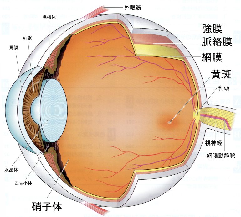 眼球の模式図＜標準眼科学より＞